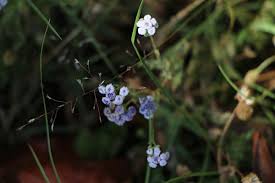 Image result for Denekia