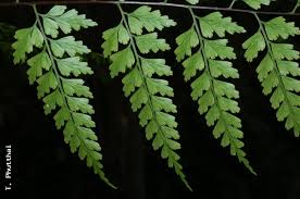 Image result for Asplenium normale