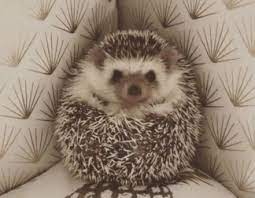 Cute Hedgehog Cute Baby Animals Cute Animals Cute Animal Photos