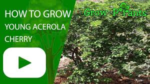 Montmorency cherry tree six select stem cuttings for rooting and propagation. Acerola Cherry Tree For Sale Grow Plants