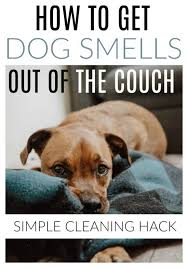 how to get dog smells out of the couch