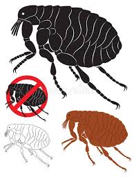 Flea The Figure Shows The Insect Flea Sponsored Ad Paid Figure Insect Shows Flea In 2020 Fleas Stock Photography Free Illustration