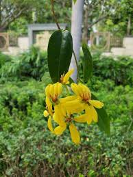 Image result for Tristellateia