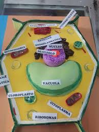 Simple plant cell clay model. Maquetas Realizado En Fomix Manitas Creativas Facebook
