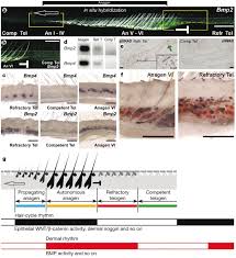 Check spelling or type a new query. Cyclic Dermal Bmp Signalling Regulates Stem Cell Activation During Hair Regeneration Nature