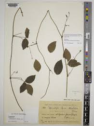 Image result for Sphenostylis briartii