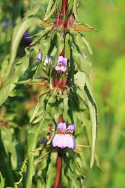 Image result for Hygrophila schulli