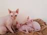 Sphynx For Sale in Virginia - Hoobly Classifieds
