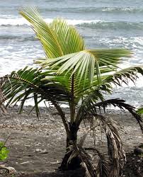 Image result for Cocos nucifera