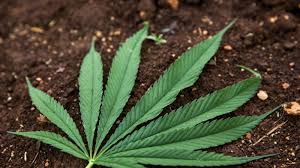 Hay datos sólidos derivados de investigaciones con animales y un número creciente de estudios con seres humanos que indican que la exposición a la marihuana durante el desarrollo puede causar. Kalifornisches Gras Soll Der Champagner Des Marihuanas Werden Auto Und Technik Gq