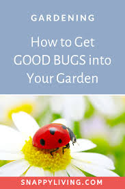 How to attract beetles into your garden. Pin On I Love Gardening Plants And Flowers