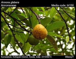 Image result for Annonaceae
