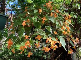 Image result for Begonia sutherlandii