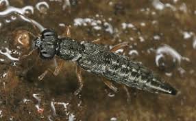 Image result for Stenostelma