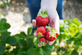 We rely on your generous support to protect the irreplaceable landscapes and landmarks of massachusetts. Boston Ma Area Apple Picking Farm Parlee Farms