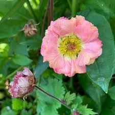 The mai tai strain is a tropical strain that likely gets its sweet and tangy terpene profile from crossing maui waui with tutti frutti. Geum Mai Tai Avens Mai Tai In Gardentags Plant Encyclopedia