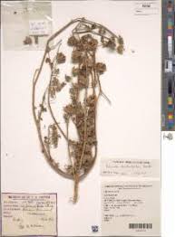 Image result for Hibiscus tridactylites