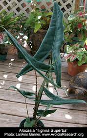 This particular variety has the most amazing stem colour, with stripes rather like a zebra! Alocasia Zebrina K Koch Veitch Alocasia Zebrina Reticulata Alocasia Zebrina Alocasia Reticulata Alocasia Zebrina K Koch Veitch Sold As Alocasia Reticulata Form Alocasia Zebrina Reticulata And Alocasia Tigrina Superba Alocasia