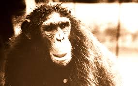 Large primates are extraordinarily powerful creatures and are capable of. The Bili Ape Of The Congo