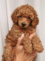 40 Amazing Poodle Dog Puppies Pictures Tail And Fur Poodle Puppy Standard Poodle Dog Poodle Puppy