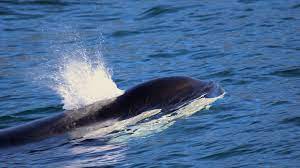 The weather channel deutschland 13.350 views2 months ago. Orca Schwertwal Fakten Bilder Videos Wdc Deutschland