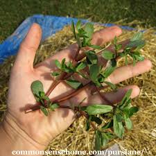 Prevention is the key by having a dense, healthy lawn. Purslane One Of The Most Nutritious Plants In The Garden