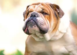 English Bulldog