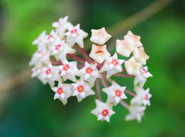 Expatica is the international community's online home away from home. Hoya So Bringen Sie Die Wachsblume Zum Bluhen Zimmerpflanzen Garten