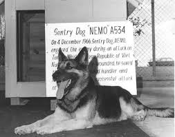 Should I Get Pet Insurance For My Dog What You Need To Know War Dogs Military Dogs Dogs