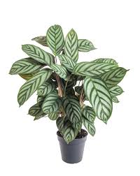 Image result for Ktenante Ctenanthe