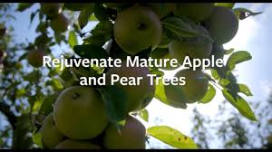 Check spelling or type a new query. Apples And Pears Renovating Old Trees Rhs Gardening