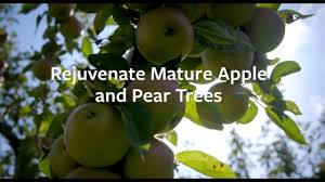 Central leader, which has a main trunk (the leader) that continues growing up as the tree matures. How To Rejuvenate Mature Apple And Pear Trees Grow At Home Royal Horticultural Society Youtube