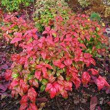 We did not find results for: Nandina Domestica Firepower Pb5 2ltr 15 25