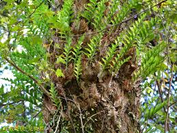 Image result for Drynaria