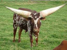 Ankole Watusi Cattle International Series
