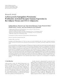 Our main office is located in puchong, selangor, malaysia. Pdf Labisia Pumila Upregulates Peroxisome Proliferator Activated Receptor Gamma Expression In Rat Adipose Tissues And 3t3 L1 Adipocytes