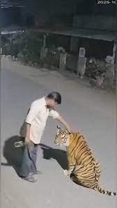 📹 CCTV footage: very unstable… A drunk man out here playing with a tiger,  thinking it