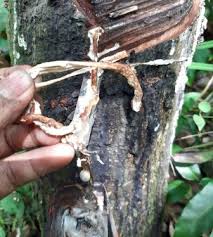 We did not find results for: Tips Mengatasi Pohon Karet Yang Tidak Mengeluarkan Getah Atau Mati Getah Kangkaret