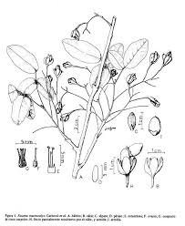 Image result for Rourea orientalis