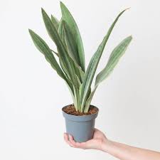 Image result for Sansevieria metallica