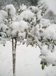 Den Garten Winterfest Machen Eine Checkliste Blumen Und Straucher Winterfest Winterfest Machen Rosenpflege