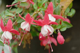 Although it is unknown who truly discovered this. Fuchsia Hybrida