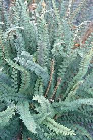 Image result for Blotiella sinuata