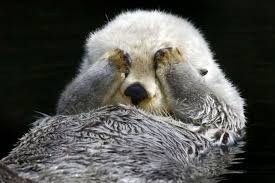 Aquarium Of The Pacific On Twitter Spin Cycle Photo Caption By Robin Riggs Aopotters Otters Animals Sea Otter