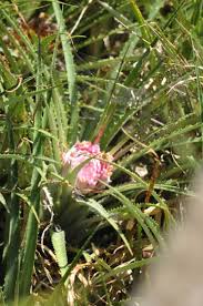 Image result for Aloe carnea