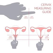 Check spelling or type a new query. Which Menstrual Cup Size Is Right For Me