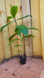 Image result for Tabernaemontana crassa