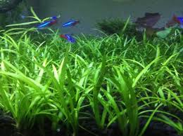 Image result for Fuirena sagittata