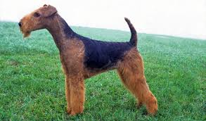 We did not find results for: Airedale Terrier Breed Information