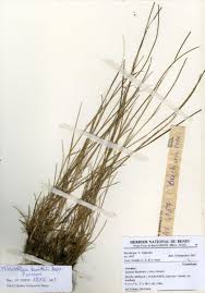Image result for Microchloa